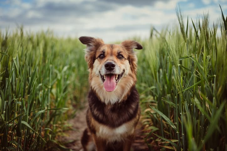 pet trust